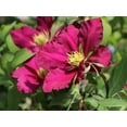thumbnail image 2 of Clematis Fireflame - 5 Live Plants in 4 Inch Growers Pots - Clematis 'Fireflame' - Starter Plants Ready for The Garden - Beautiful Reddish Pink Flowering Vine, 2 of 5
