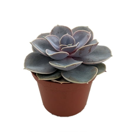 Perle von Nurnberg Desert Rose - Echeveria  -2.5" Pot