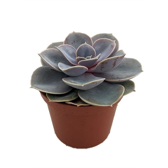 Perle von Nurnberg Desert Rose - Echeveria  -2.5" Pot