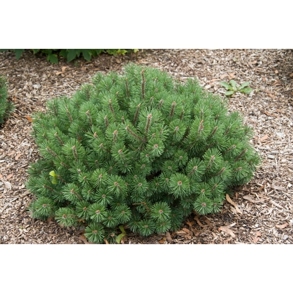 2.50 Qt. Pot, Mugo Pine Potted Evergreen Shrub, One Plant per Offer