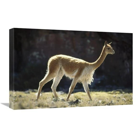 16 x 24 in. Vicuna Male on Lookout for Rivals, Pampa Galeras Nature Reserve, Peru Art Print - Tui De Roy