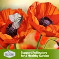 thumbnail image 4 of Oriental Poppy for Planting - 5 Pack - Non-GMO Heirloom Full Sun Annual Flower, 4 of 8