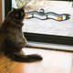 thumbnail image 5 of Práctico juguete interactivo con ventosa para ventana para mascotas, 5 of 8