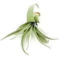 thumbnail image 3 of ragnaroc Live Air Plant - Tillandsia Xerographica Pups, Jumbo +6” - 2 ct - Ideal for Gifts & Presents, Live Indoor Plants & Live House-Plants – Live Plants for Home décor, 3 of 5