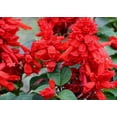 thumbnail image 3 of 420 Salvia splendens Seeds Scarlet Sage Lamiaceae Mixing Color Dwarf Flower Native, 3 of 11