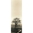 thumbnail image 3 of Blaustein, Alan 11x24 Black Modern Framed Museum Art Print Titled - Valley Oak Tree, 3 of 5