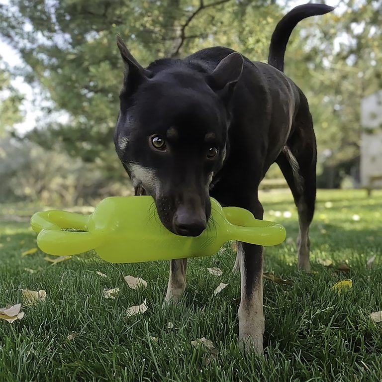 KONG® Jumbler Bone Squeaker Dog Toy, Small/Medium - Walmart.com