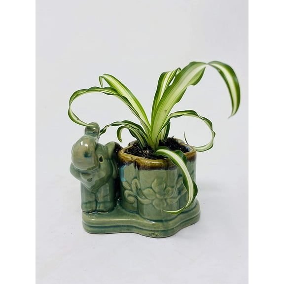 Ocean Spider in a Flower Elephant Pot -JMBamboo