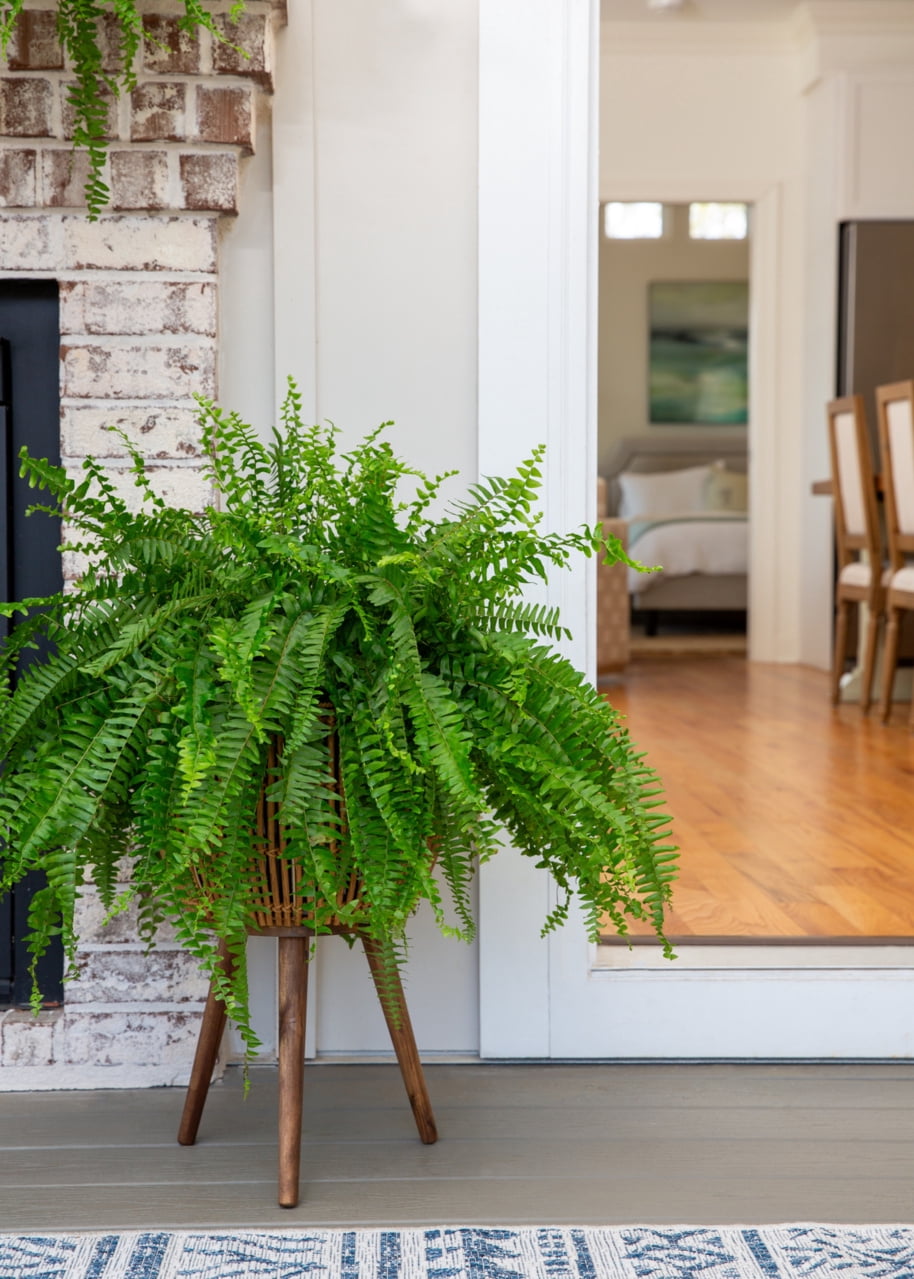 (2 pack) Expert Gardener 20-24" Wide Boston Fern Live Plant in 1.5-Gallon Grower Pot