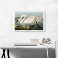 thumbnail image 2 of ARTCANVAS Common American Swan Canvas Art Print by John James Audubon - Size: 26" x 18" (1.50" Deep), 2 of 9