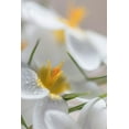 thumbnail image 2 of Mahan, Kathy 11x14 Black Ornate Wood Framed with Double Matting Museum Art Print Titled - White Crocus Blossoms I, 2 of 4