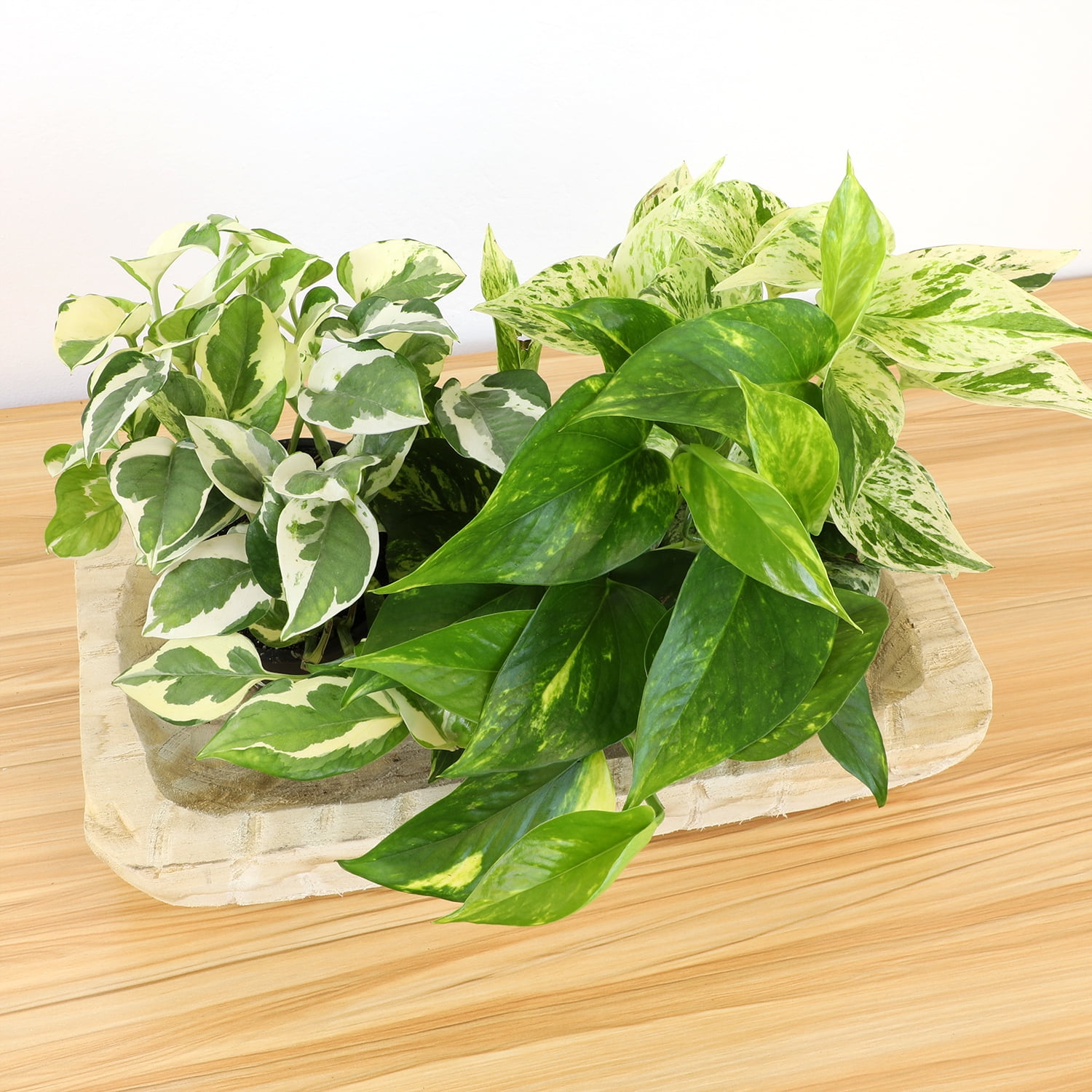 Element Live Pothos Houseplants, Easy Care Plant Variety Pack, 4.25in Pots, Indirect Sun