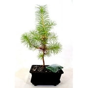 9GreenBox - Japanese Black Pine Bonsai with Water Tray and Fertilizer
