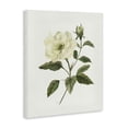 thumbnail image 2 of Stupell Industries Traditional Ivory Rose Bloom With Green Foliage Canvas Art, 16 x 20, by Nan, 2 of 8