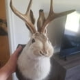 thumbnail image 2 of Deer Head Wall Mount Jackalope Taxidermy 3D Rabbit Animal Head Sculpture Figurine for Holiday Living Room Bedroom Home Decoration, 2 of 8