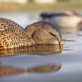 thumbnail image 5 of Avian-X Power Shaker Mallard Hen Motion Duck Decoy Floating Surface Feeder, Multicolor, 5 of 6