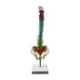 thumbnail image 1 of Modelo de vertebral de vertebral El tamaño de vida de la incluye el modelo de la de la espinal de la herramienta de aprendizaje de, 1 of 8
