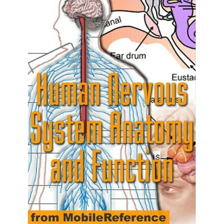 Human Nervous System Anatomy And Function Study Guide (Mobi Medical) - (Best Way To Study Anatomy In Medical School)
