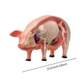 thumbnail image 2 of Modelo de disección de cerdo 4D, modelo científico, ayuda de aprendizaje, juguete educativo DIY, aprendizaje de órganos y partes del cuerpo de cerdo, 2 of 10