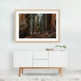 thumbnail image 5 of Walking the Path Through the Giants - California Photography Forest Nature Scenic Autumn Landscape Rustic Botanical Oak Framed Wall Art Print 5 x 7 inches, 5 of 6