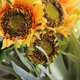 thumbnail image 4 of Ramo de flores de Seda Wosthever Adornos decorativos artificiales de girasol para boda, 4 of 6