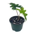 thumbnail image 5 of BubbleBlooms Alocasia Jacklyn, Tandurusa, Extremely Rare Alocasia Jaclyn, 4 inch Pot, 5 of 9