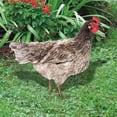 thumbnail image 4 of TIELUTT Poultry Decoration Yard Insert Rooster Acrylic Sticker Yard Art Rabbit Cardigan Sweater Christmas Signs Memorial Stake with Picture Valentines Day Banners for the Home Memorial Stake for Frie, 4 of 6