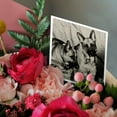 thumbnail image 3 of 3drose, German Shepherd, 1 Greeting Card with Envelope, 3 of 6