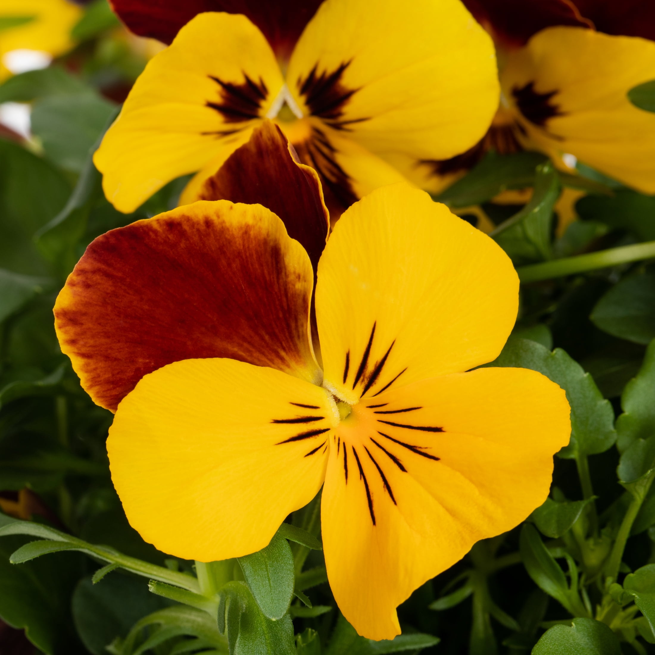 Expert Gardener 1.5G Multicolor Trailing Pansy Live Plants with Hanging Basket