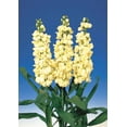 thumbnail image 3 of RedCrocus Harmony Cream Yellow Dwarf Stock- Compact, Fragrant, Pollinator-Attracting Plant for Borders & Containers 6" Pot (Pack of 5), 3 of 15