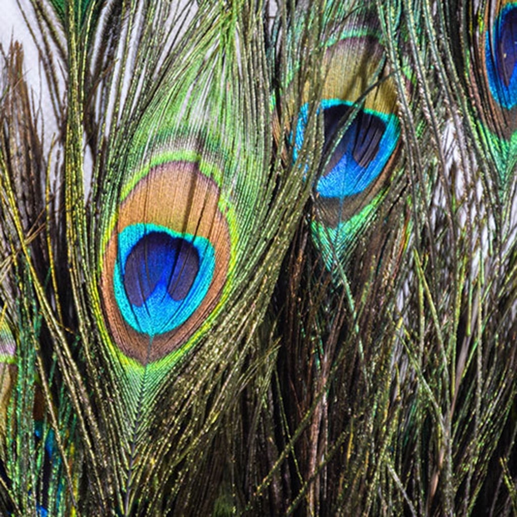 Natural Peacock Feathers Bulk Pack 50 Pieces, 10–12 Inch (25–30 cm), for DIY Crafts, Home, Wedding and Event Decoration