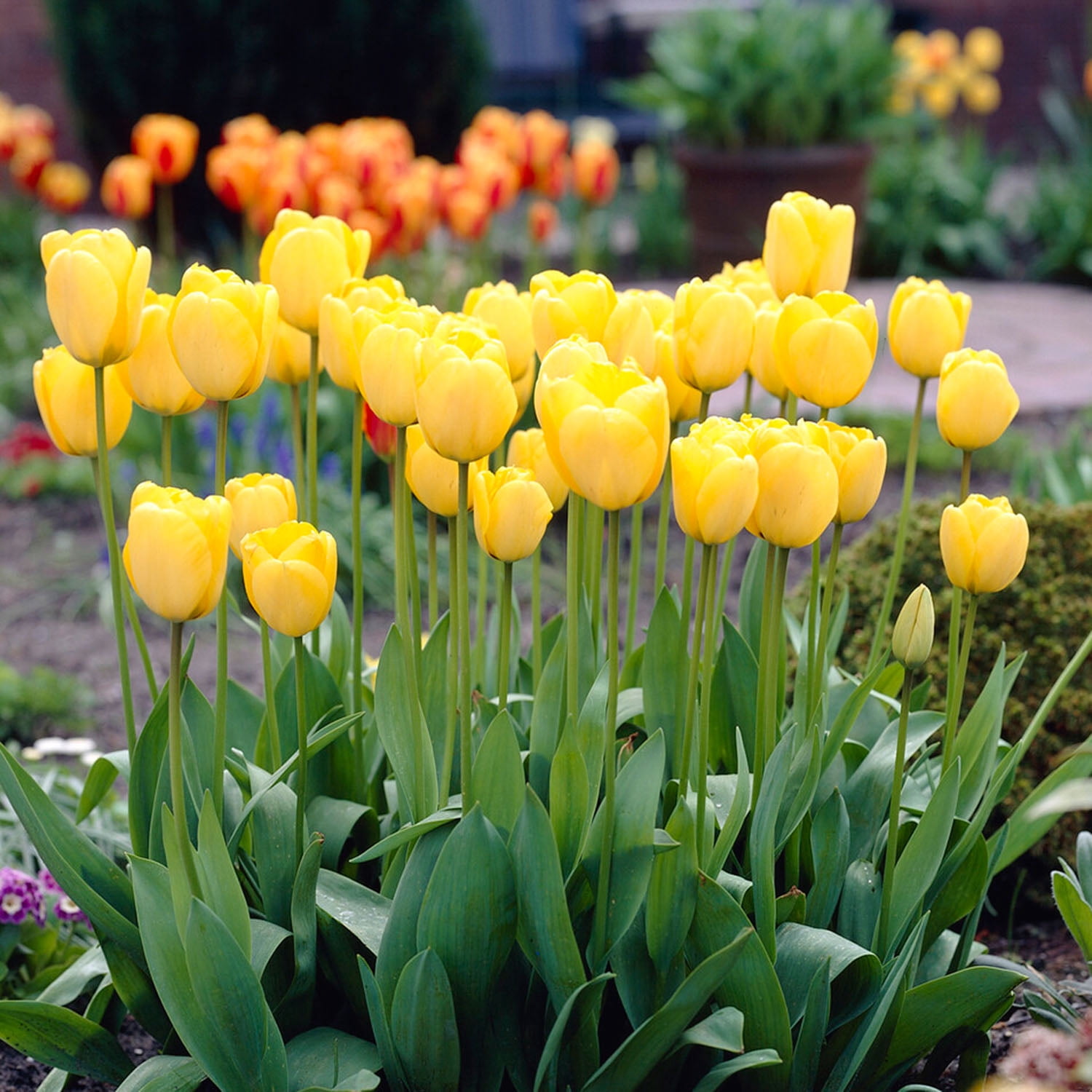 Garden State Bulb Darwin Hybrid Golden Apeldoorn Tulip Flower Bulbs, 12/+ cm (Bag of 250)