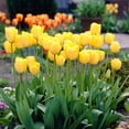 thumbnail image 6 of Garden State Bulb Darwin Hybrid Golden Apeldoorn Tulip Flower Bulbs, 12/+ cm (Bag of 25), 6 of 8