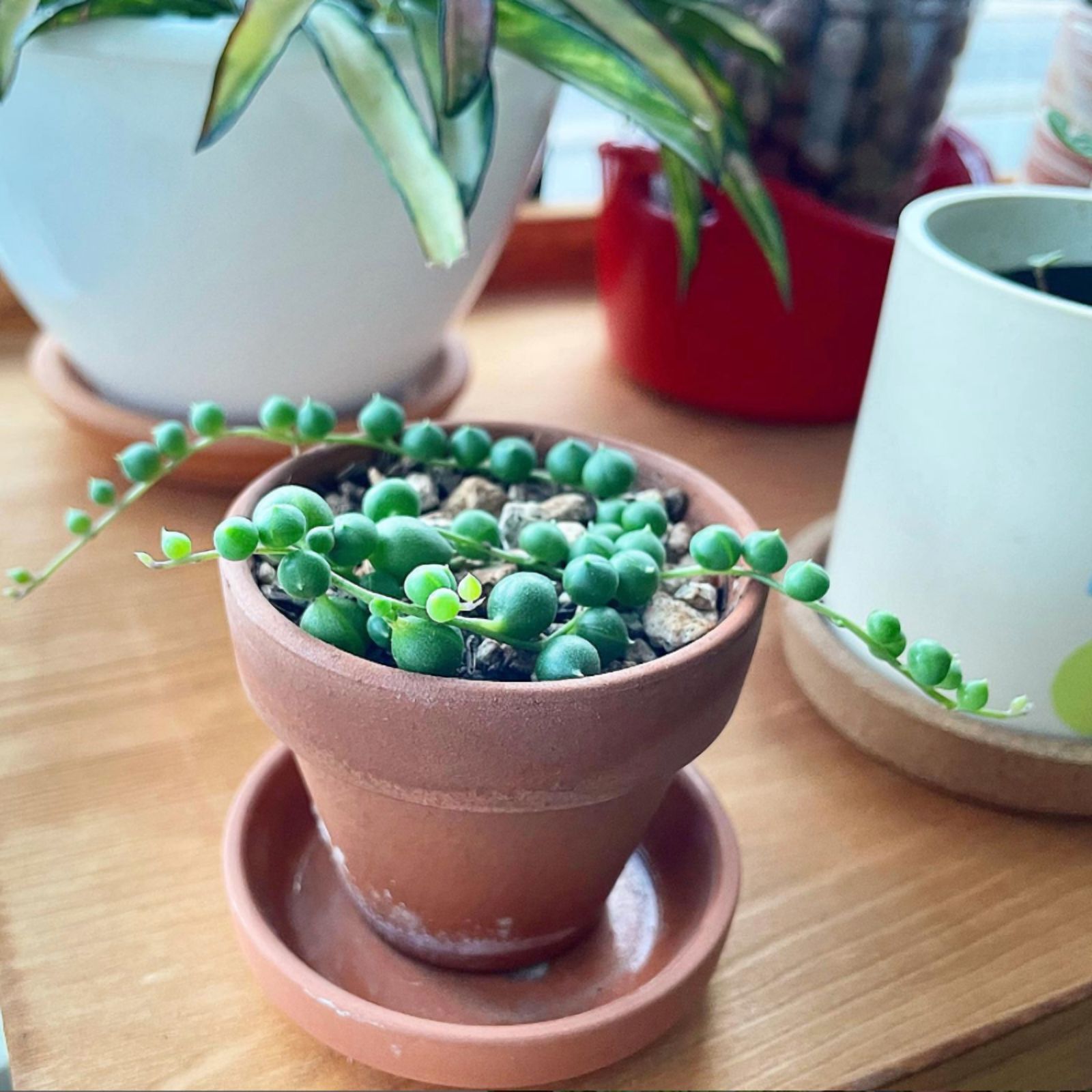 String of Pearls, Hanging Succulent, Trailing Succulent, Indoor Houseplant, Live Plant in 4'' Pearl Variegate