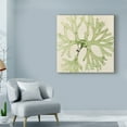 thumbnail image 3 of Trademark Fine Art 'Brilliant Seaweed III' Canvas Art by Vision Studio, 3 of 4