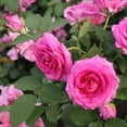 thumbnail image 6 of National Plant Network Bare Root Rose Scentables Raspberry Cupcake Hybrid Tea with Pink Flowers (5-pack), 6 of 14