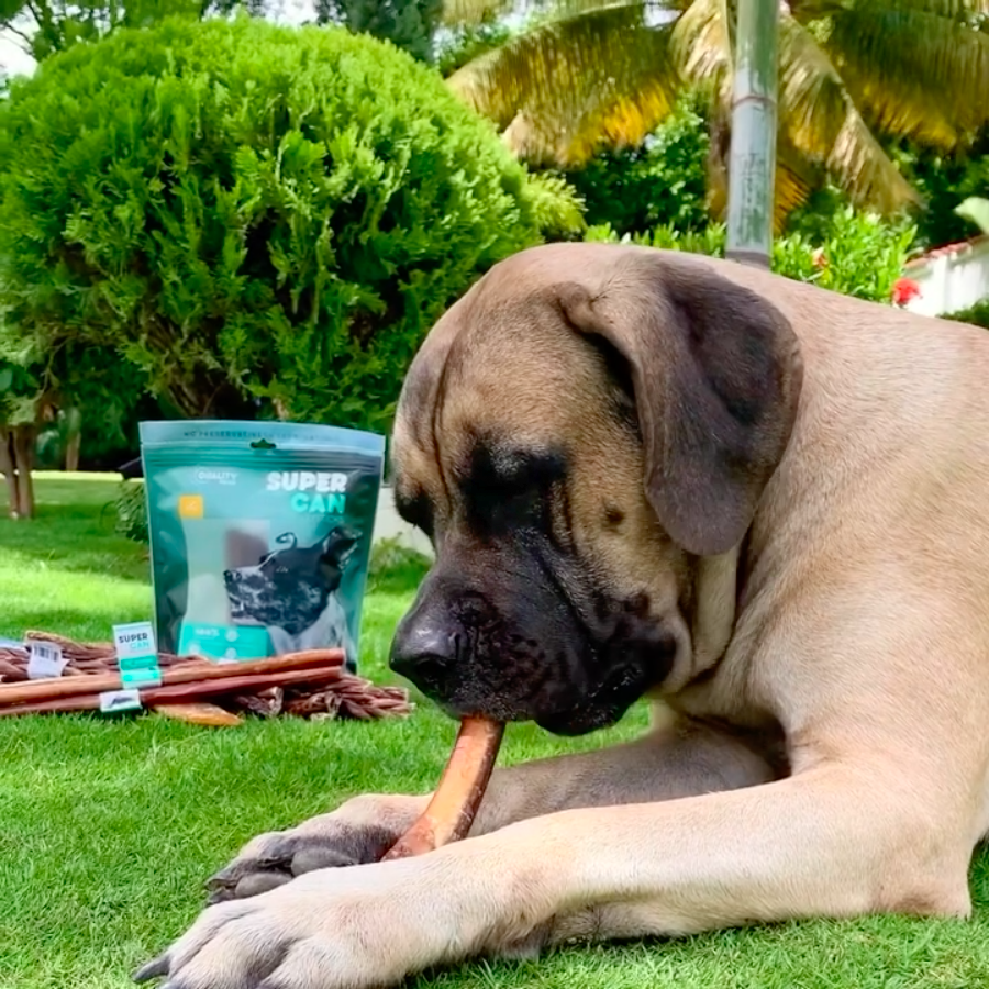 Supercan Bully Sticks for Large Dogs, 6-inch Mega Monster Bully Sticks [5-Pack] Thick Bully Sticks for Ferocious Chewers - Long Lasting Dental Treats - Non-GMOs 100% Natural Beef Sticks for Dogs