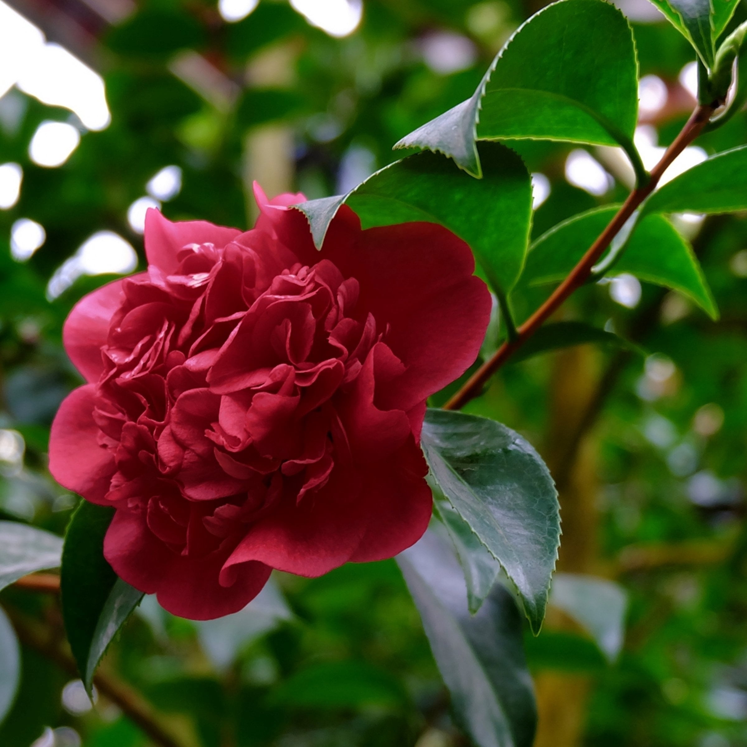 National Plant Network 3 gal. Camellia Black Magic Live Shrub