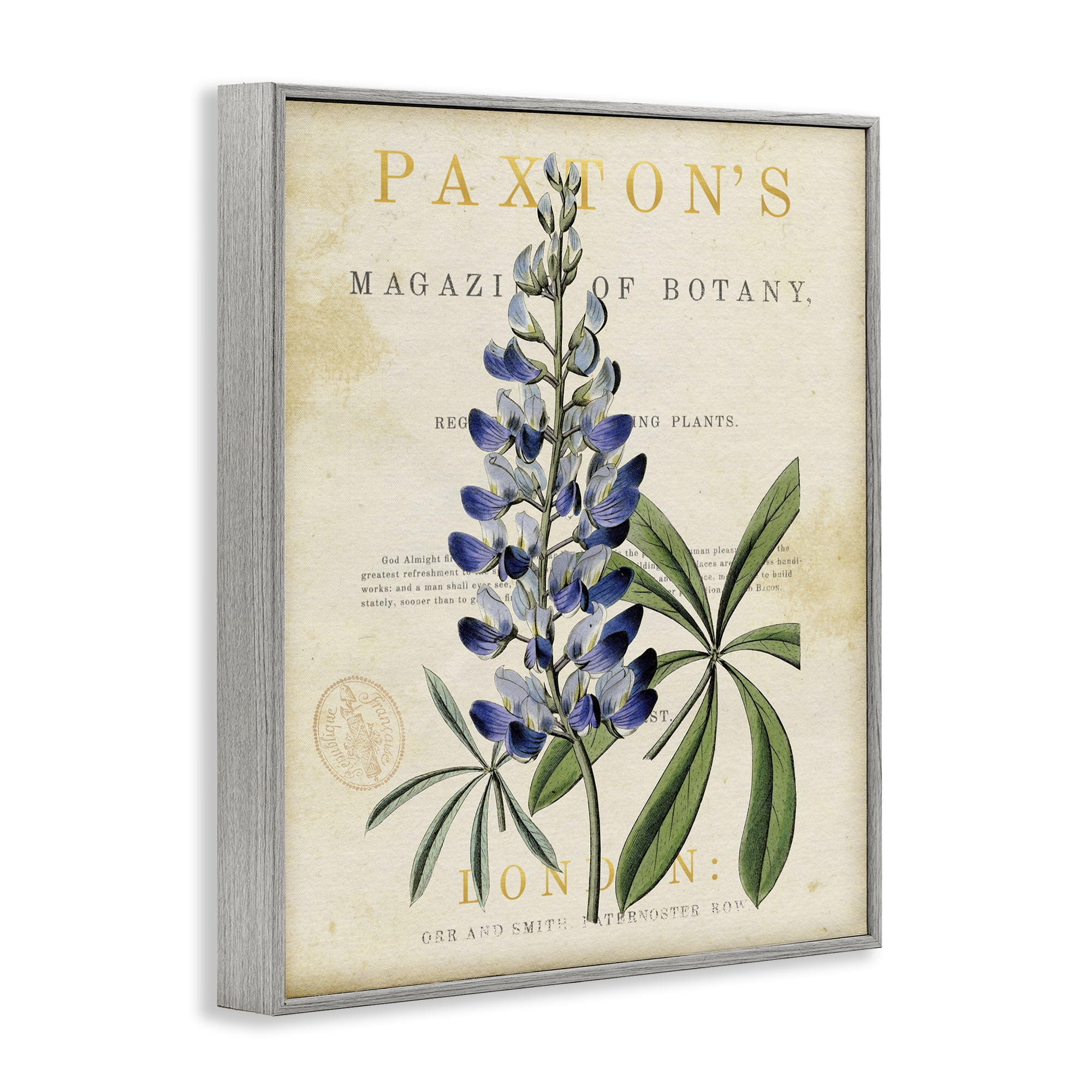 Stupell Industries Natural Botany Lupine Gray Framed Giclee Art, design by Susan Arnot