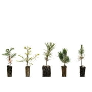 Bonsai Tree Bundle | Collection of 5 Tree Seedlings | The Jonsteen Company