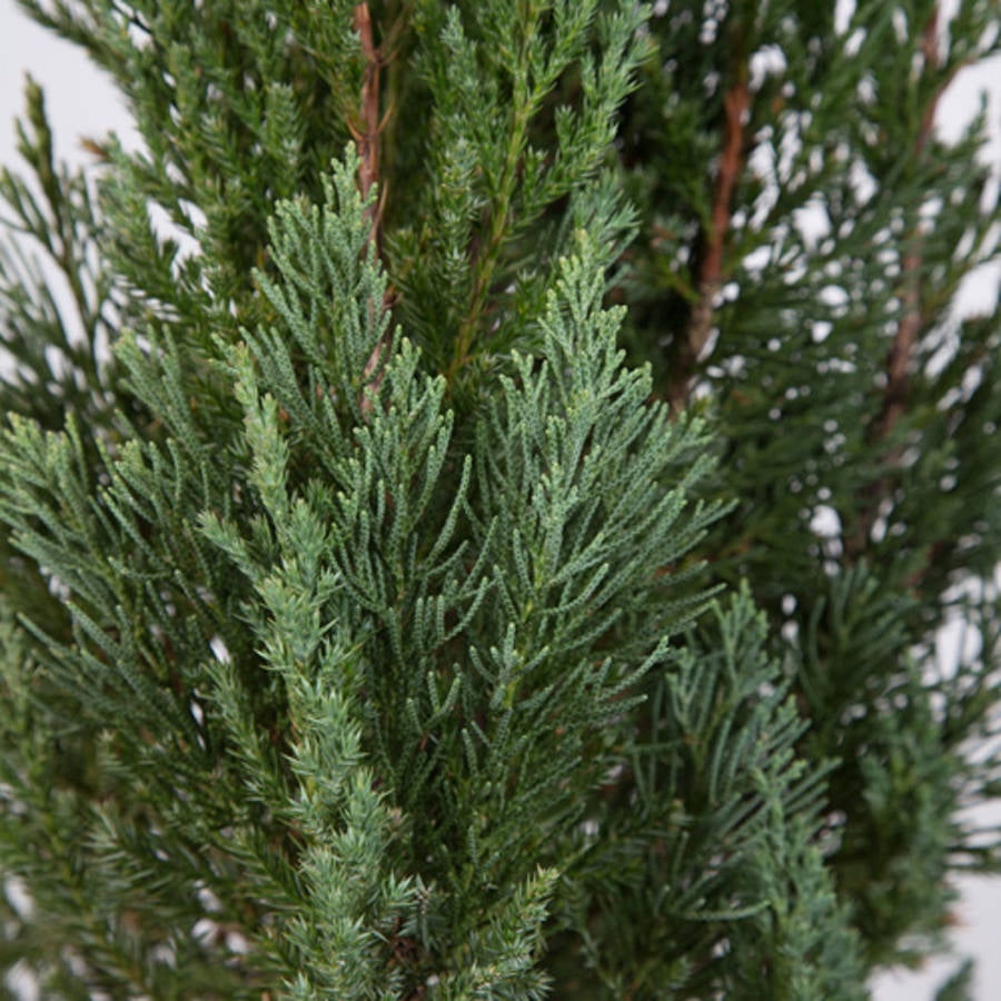 Expert Gardener Blue Point Juniper (2.5 Quart) Evergreen Tree with Blue-Green Foliage - Full Sun Live Outdoor Plant