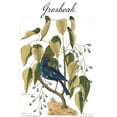 thumbnail image 2 of Vintage Apple Collection 13x18 White Modern Wood Framed Museum Art Print Titled - Grosbeak, 2 of 4