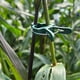 thumbnail image 4 of Large Botanical Garden Clip Set Plastic Clips For And Other Plants, 4 of 5