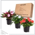 thumbnail image 3 of Live Flowering New Guinea Impatiens - Assorted (3 Plants Per Pack) - Beautiful Flowering Shade Flowers - 12" Tall by 5" Wide in 1 Qt Pot, 3 of 4