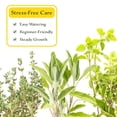 thumbnail image 5 of 1 Italian Cooking Herb Plant Trio: Live Aromatic Culinary Herbs in 3.5" Cubes | Garden-Ready Oregano, Sage & Garden Thyme Plants with Fresh Savory Flavor for Cooking, Containers & Home Herb Gardens, 5 of 8