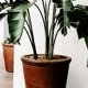 thumbnail image 3 of QUMIIRITY 10Ud Flexible Plastic Plant Stakes with Clips for Indoor and Outdoor Flower Support, 3 of 7