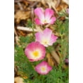 thumbnail image 5 of 500 Seeds CARMINE King CALIFORNIA POPPY Pink Eschscholzia Californica Flower Seeds, 5 of 7