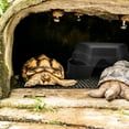 thumbnail image 1 of IDEANATEGRATE 2Ud Reptile Hide Platform Negro Para Con Plástico Resistente Y Acabado, 1 of 6