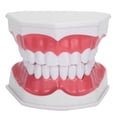 thumbnail image 3 of Keenso Teeth Model Teeth Model Tool Human Anatomical Model Durable Standard, 3 of 8