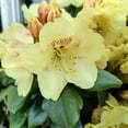 thumbnail image 2 of Gold Prinz Rhododendron, 2 of 3